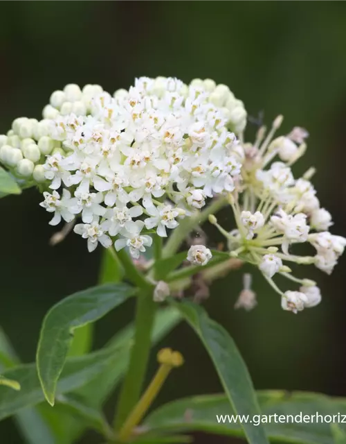 Garten-Seidenpflanze 'Ice Ballet'