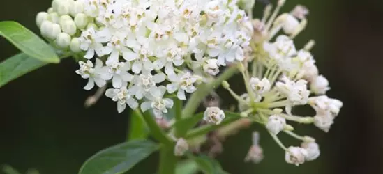 Garten-Seidenpflanze 'Ice Ballet'