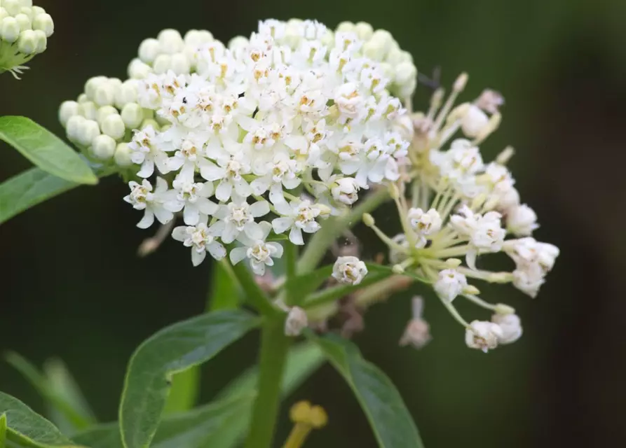 Garten-Seidenpflanze 'Ice Ballet'