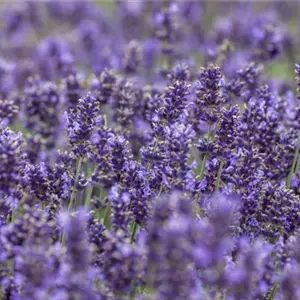 DIE VIELSEITIGE ANWENDUNG VON LAVENDEL!