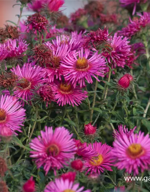 Garten-Raublatt-Aster 'Abendsonne'