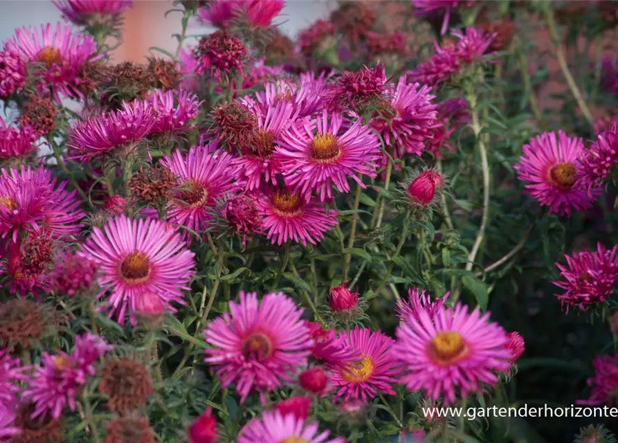 Garten-Raublatt-Aster 'Abendsonne'