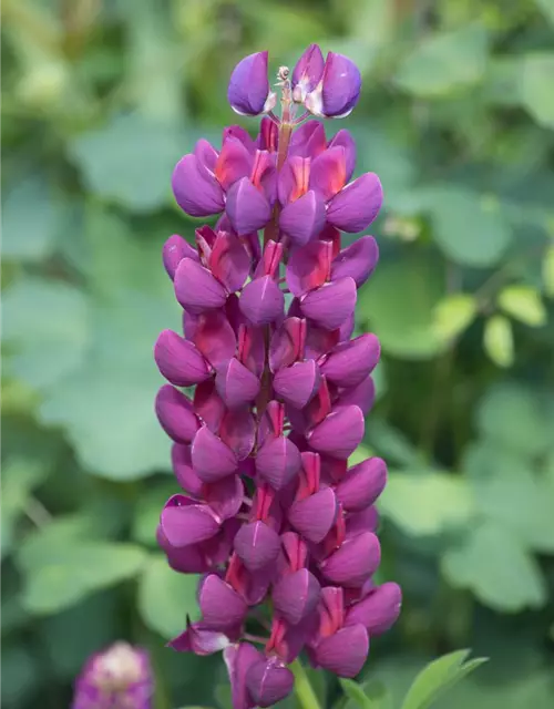 Garten-Lupine 'Master Piece'®