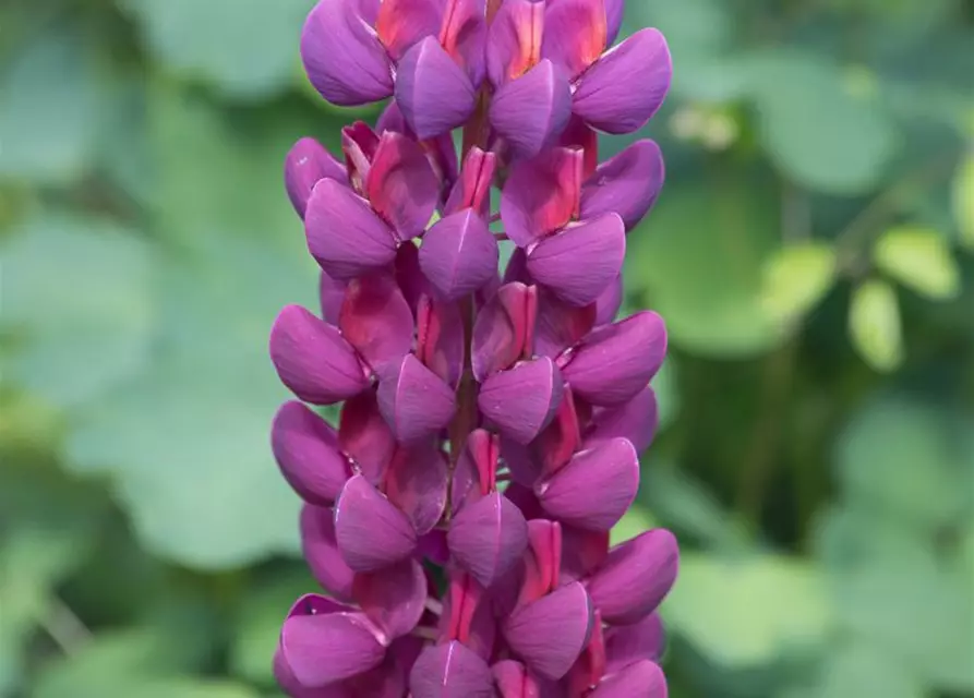 Garten-Lupine 'Master Piece'®