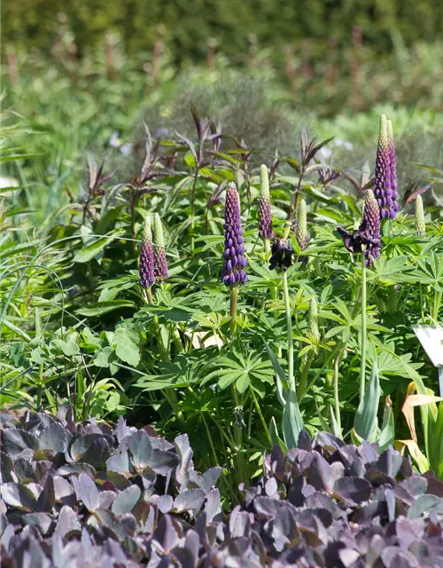 Garten-Lupine 'Master Piece'®