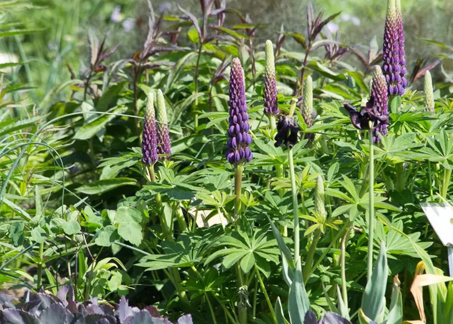 Garten-Lupine 'Master Piece'®