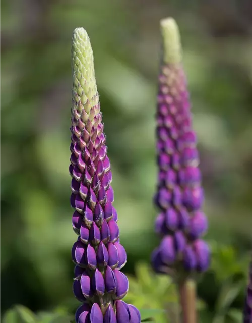 Garten-Lupine 'Master Piece'®