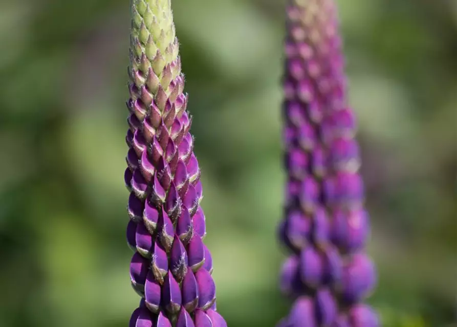 Garten-Lupine 'Master Piece'®