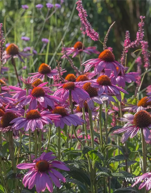 Garten-Scheinsonnenhut 'Purple Prairie'