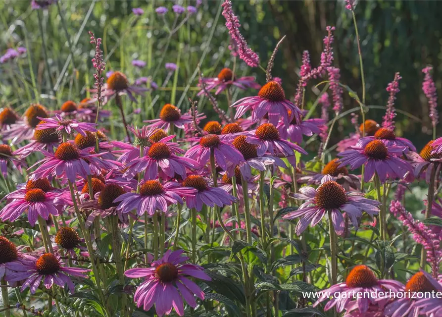 Garten-Scheinsonnenhut 'Purple Prairie'