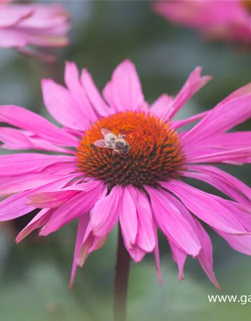 Garten-Scheinsonnenhut 'Purple Prairie'