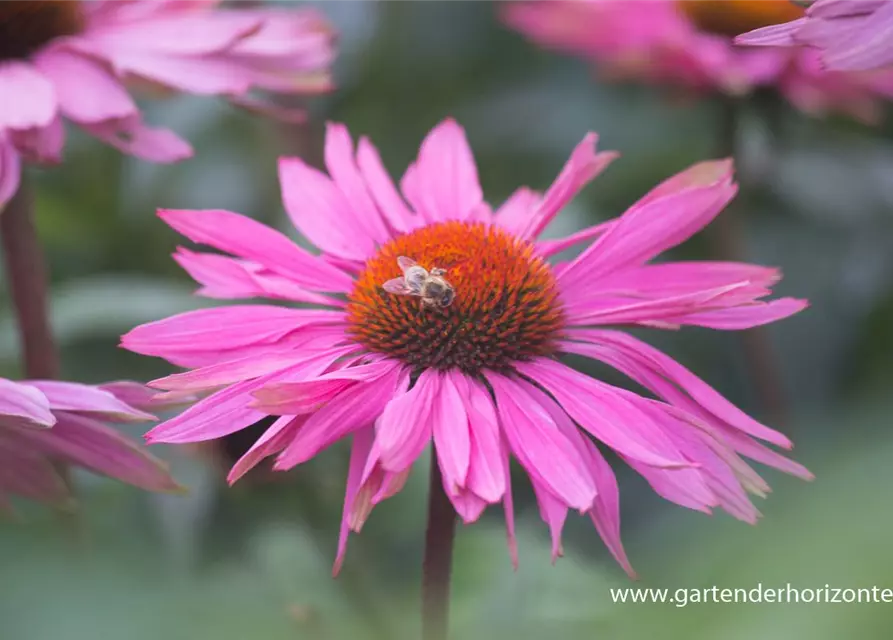 Garten-Scheinsonnenhut 'Purple Prairie'