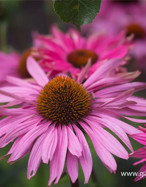 Garten-Scheinsonnenhut 'Purple Prairie'