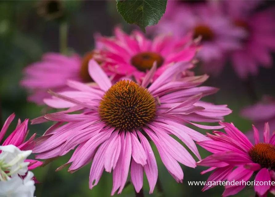 Garten-Scheinsonnenhut 'Purple Prairie'