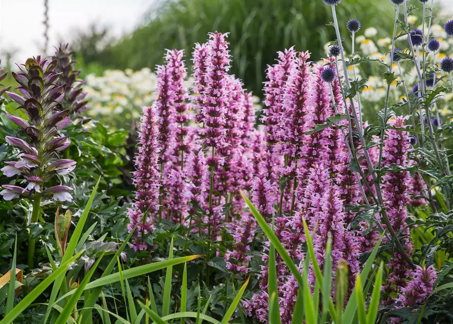 Garten-Duftnessel 'Cotton Candy'