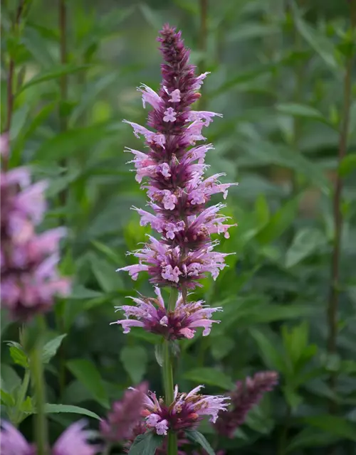 Garten-Duftnessel 'Cotton Candy'