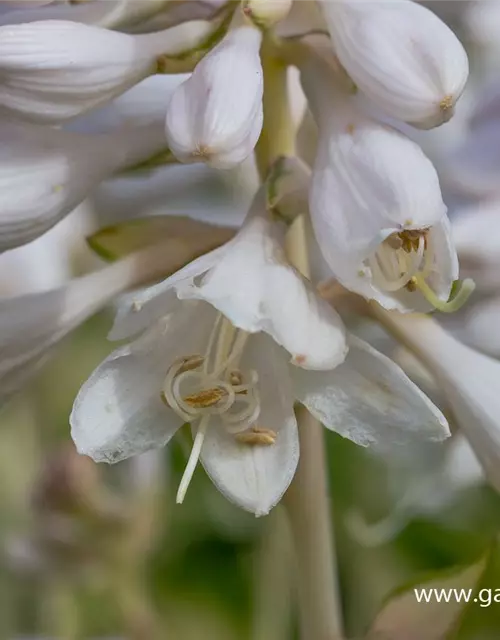 Garten-Funkie 'Ann Kulpa'