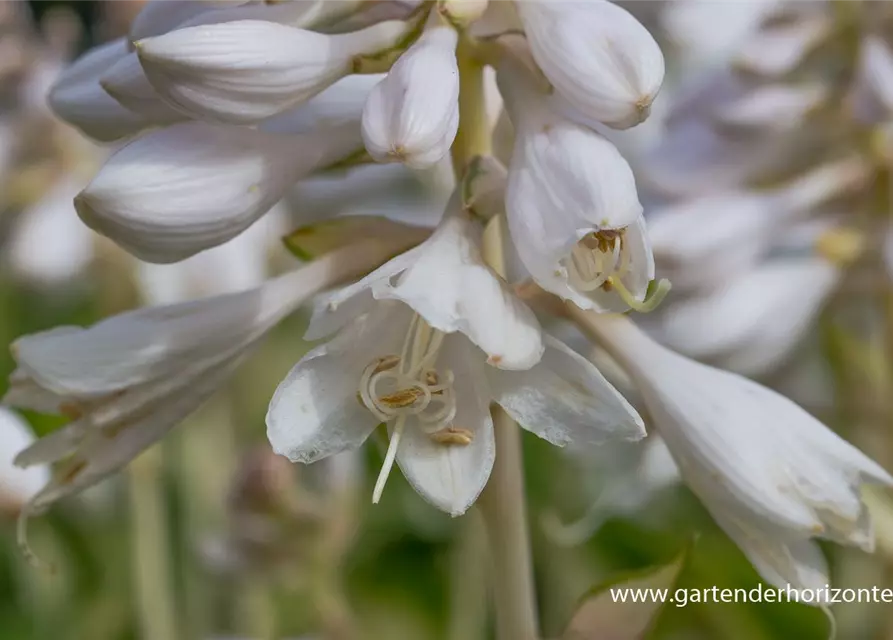 Garten-Funkie 'Ann Kulpa'