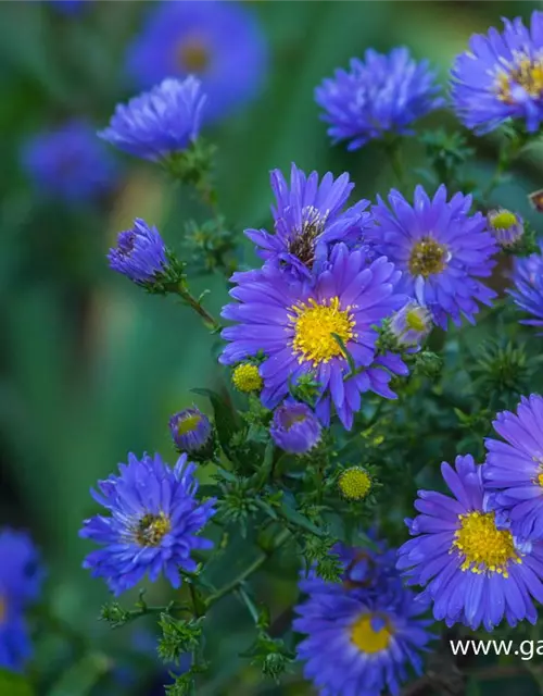 Garten-Glattblatt-Aster 'Pyramide'