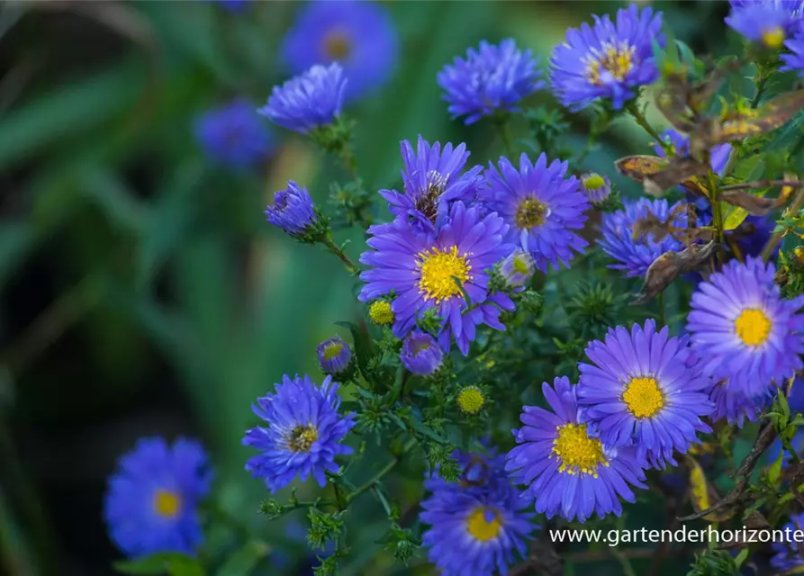 Garten-Glattblatt-Aster 'Pyramide'