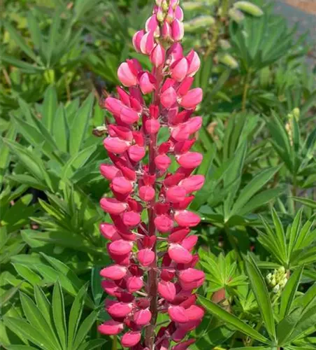 Garten-Lupine 'Edelknabe'