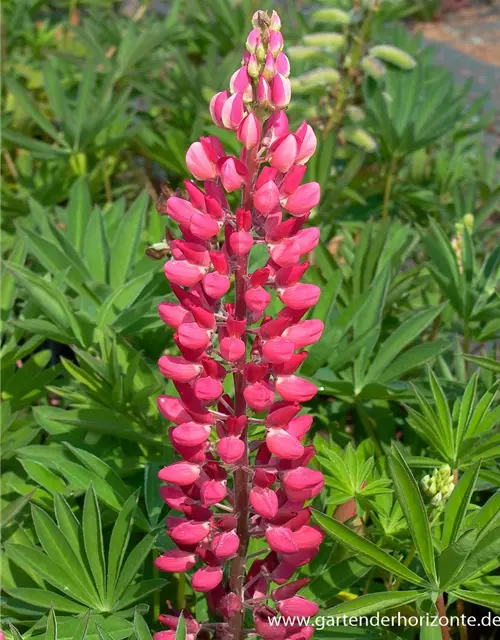 Garten-Lupine 'Edelknabe'