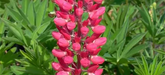 Garten-Lupine 'Edelknabe'