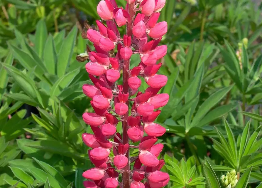 Garten-Lupine 'Edelknabe'