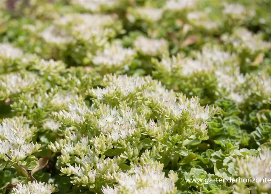 Garten-Teppich-Fettblatt 'Album Superbum'