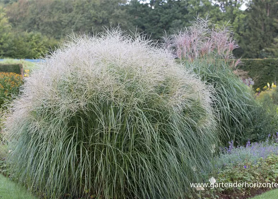 Garten-Chinaschilf 'Federweißer'