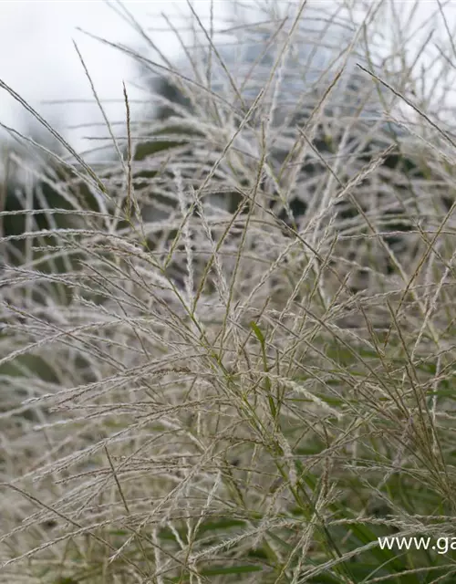 Garten-Chinaschilf 'Federweißer'