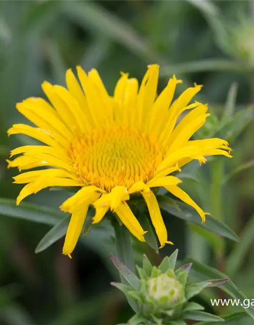 Inula ensifolia, gen.