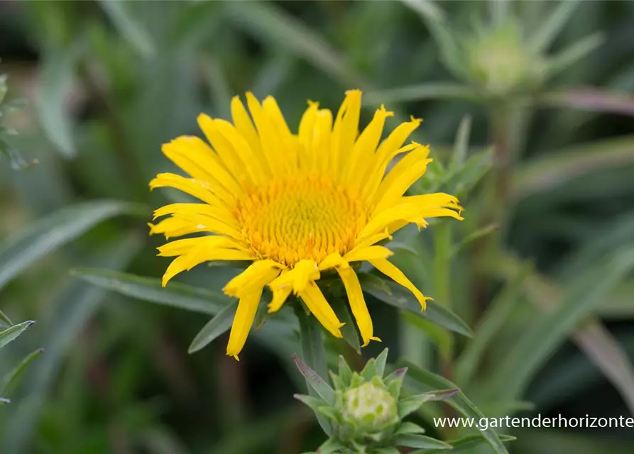 Inula ensifolia, gen.