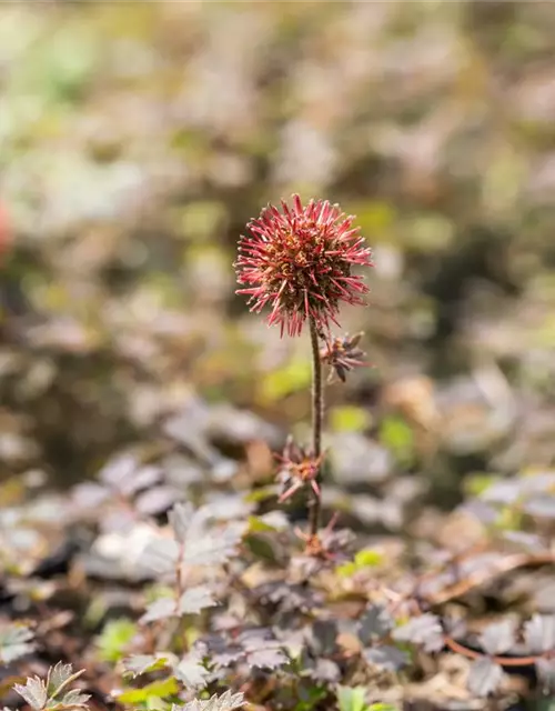 Garten-Stachelnüsschen 'Kupferteppich'