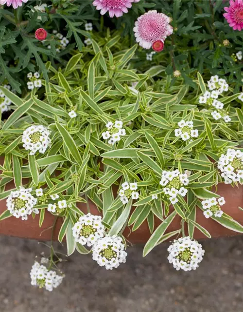 Iberis sempervirens