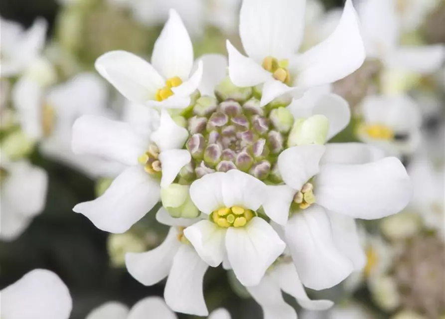 Immergrüne Schleifenblume