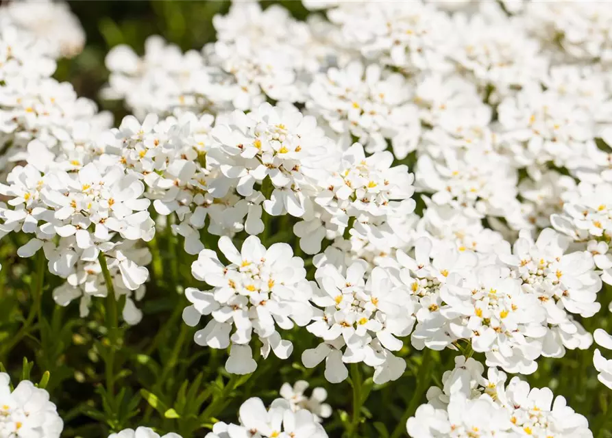 Iberis sempervirens