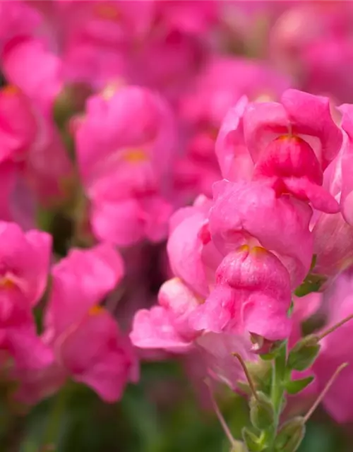 Antirrhinum majus