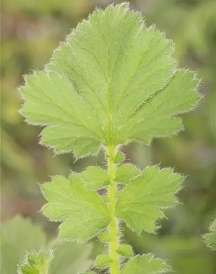 Chilenische Nelkenwurz