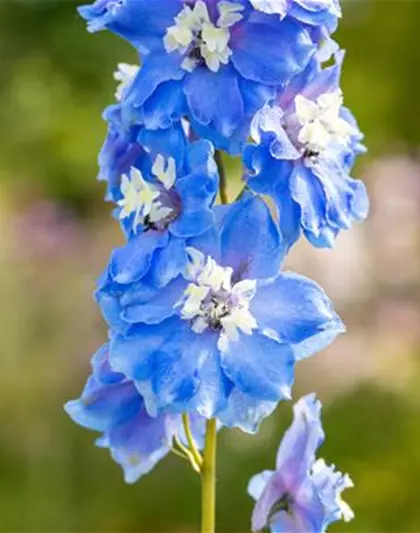 Delphinium Magic F., himmelbl.,Biene weiß