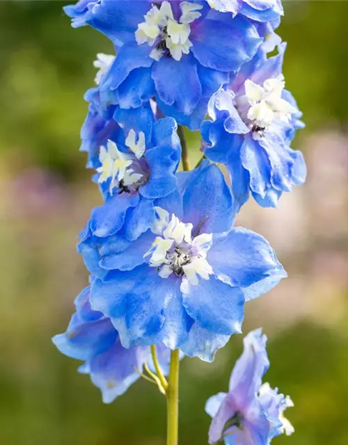 Delphinium Magic F., himmelbl.,Biene weiß