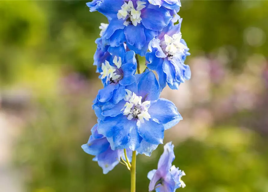 Delphinium Magic F., himmelbl.,Biene weiß