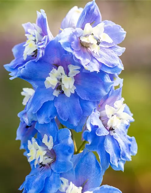 Delphinium Magic F., himmelbl.,Biene weiß