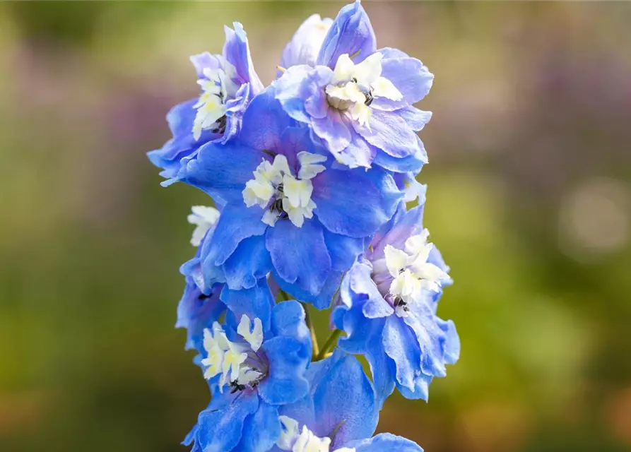 Delphinium Magic F., himmelbl.,Biene weiß