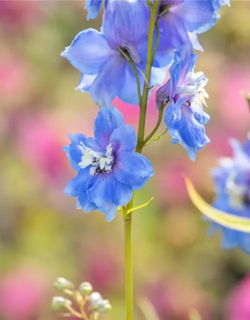 Delphinium Magic F., himmelbl.,Biene weiß