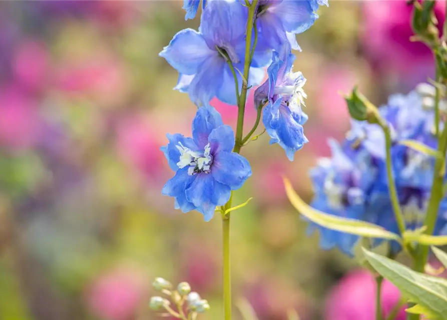 Delphinium Magic F., himmelbl.,Biene weiß