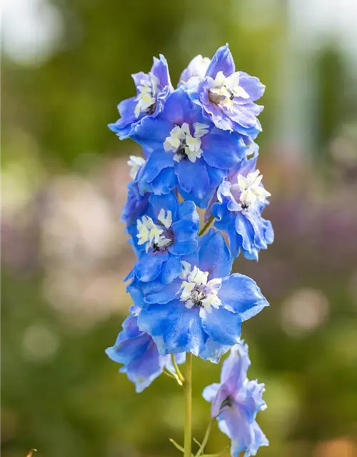 Delphinium Magic F., himmelbl.,Biene weiß