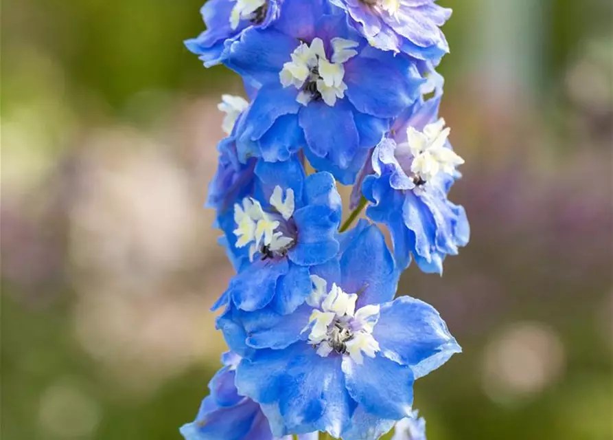 Delphinium Magic F., himmelbl.,Biene weiß