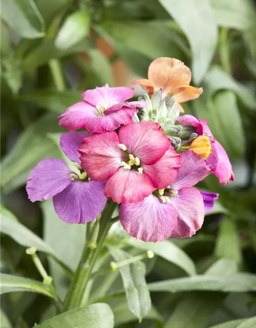 Erysimum cheiri 'Red Jep' -R-