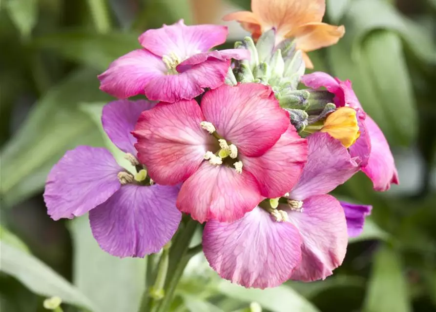 Erysimum cheiri 'Red Jep' -R-